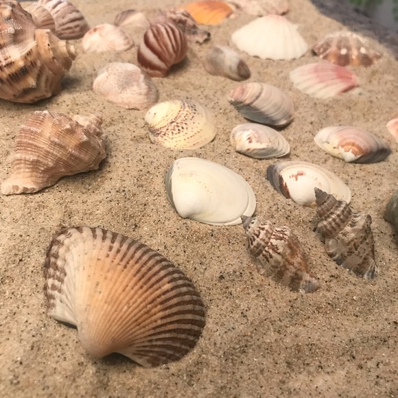 30pc Sea Shell Collection - Picture 4 of 8